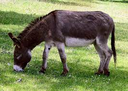 donkey2