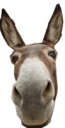 donkey84