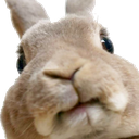 rabbitstare91