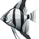 angelfish45