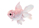 qpfish18