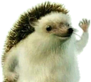 hedgehog33