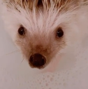 tghhedgehog76