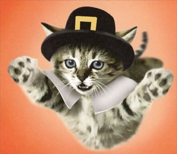 thanksgivingcat