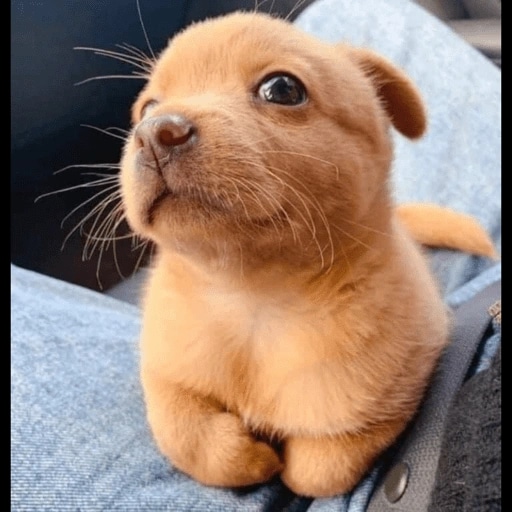 perrito