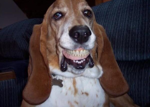 dentalplandog