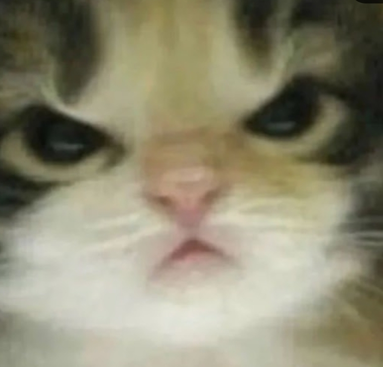 angrycatto