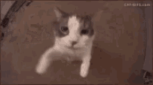 katmiaw