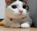shake