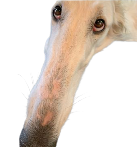 borzoi