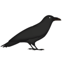raven