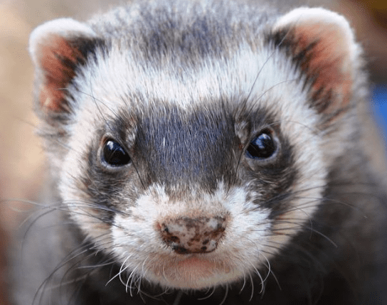 ferret