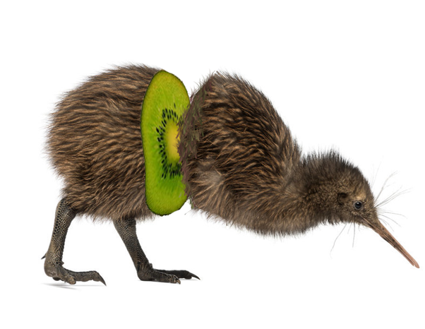 kiwibird