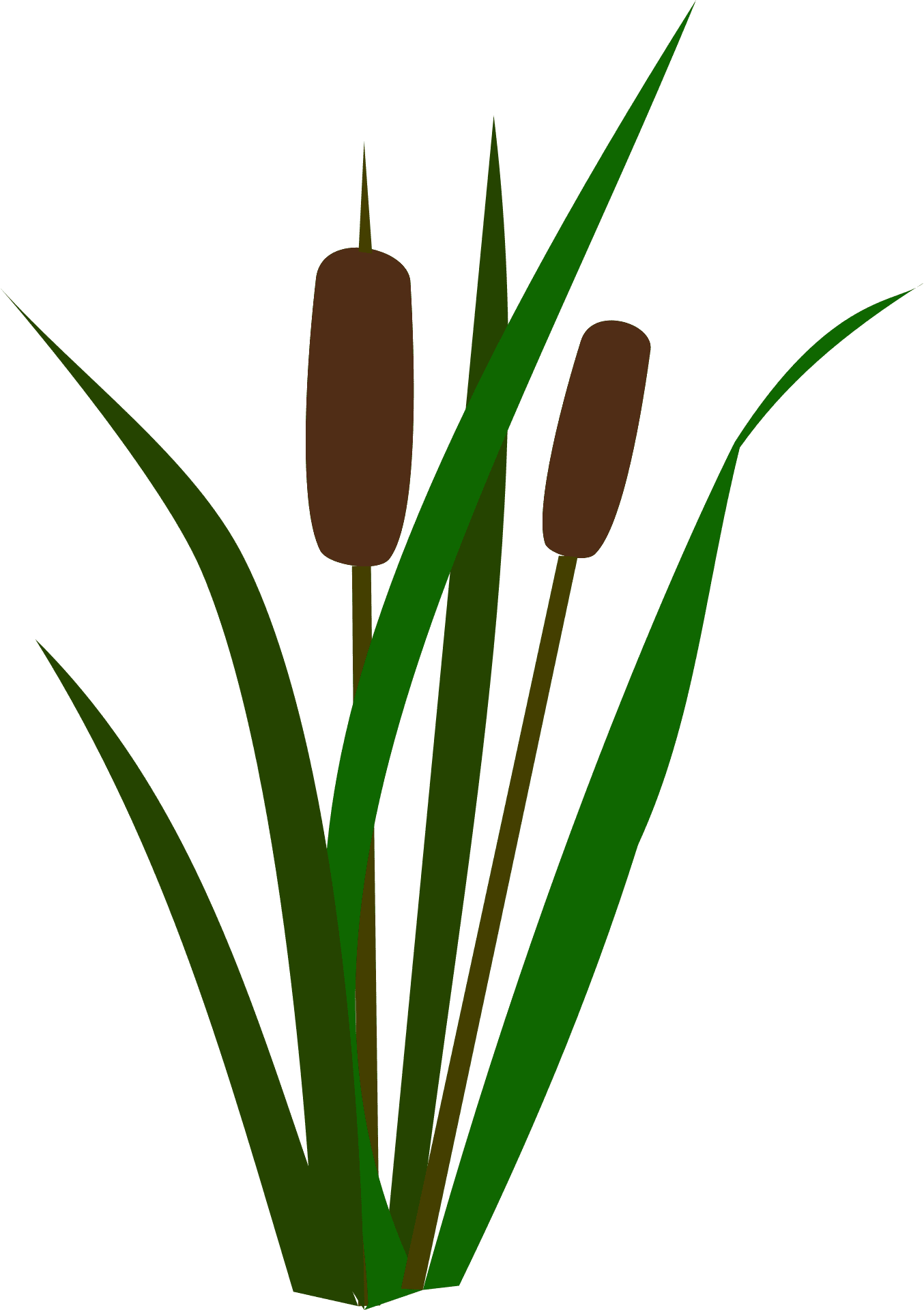 cattail