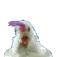 wigglechicken