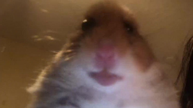 hamster