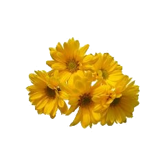 sunflowerpng