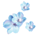 blueflower