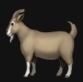 dagoat