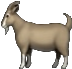 dagoat