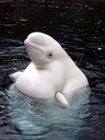 belugawhale80