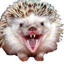 hedgemad