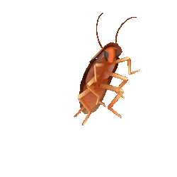 dancingroach