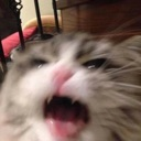 catscream76