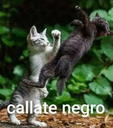callatenegro