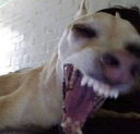 scarydog
