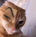 gatocejaedited23