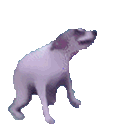 milkdogdance