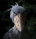 shoebill