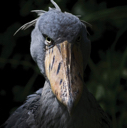 shoebill48