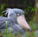 shoebill50