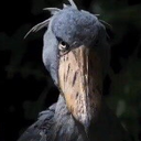 shoebill35