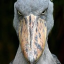 shoebill86