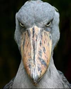 shoebill87