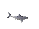 sharks5