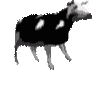 russiancow