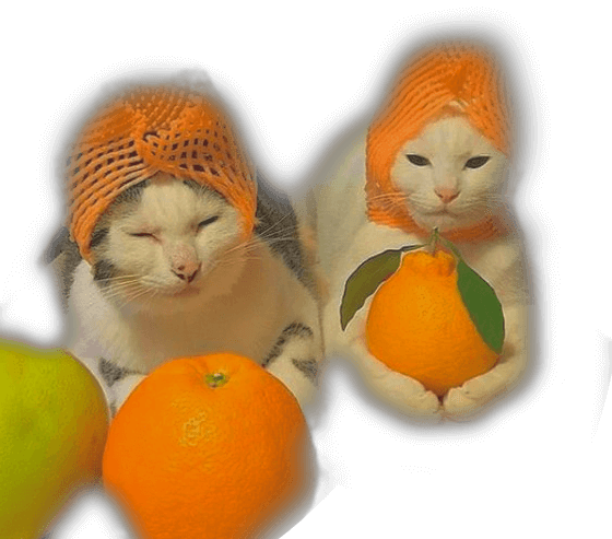 fruitykittens