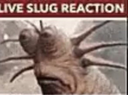 liveslugreaction