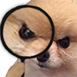 gcbrdetectivedog
