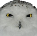 owlsuspicious45