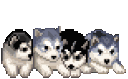 huskypuppies
