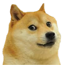dogeuncomfortabl