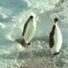 penguinslap