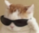 attitudecat79