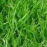 grass10