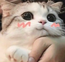fayzcutecat